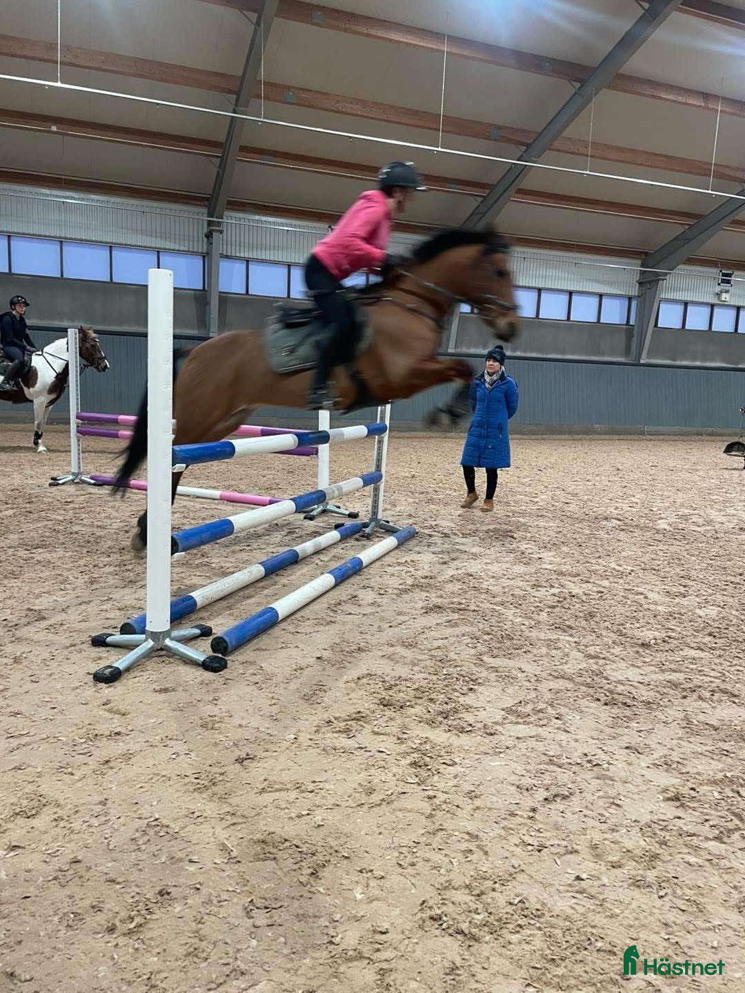 Hoppning hästar till salu: Supersnäll D-ponny i Kungsängen - Annons 2