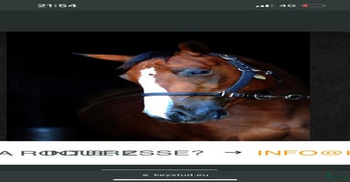  hästar i Eskilstuna - Annons 1