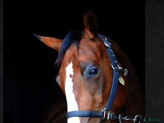 hästar Avelssto e Bamako de Muze dräktig med Cascadello I i Eskilstuna - Annons 5