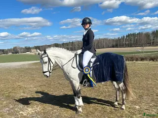 hästar Dressyrponny - Annons 2