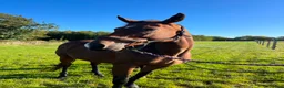 Galopp hästar till salu: Sød avlshoppe eller mulig ridehest - Annons 1