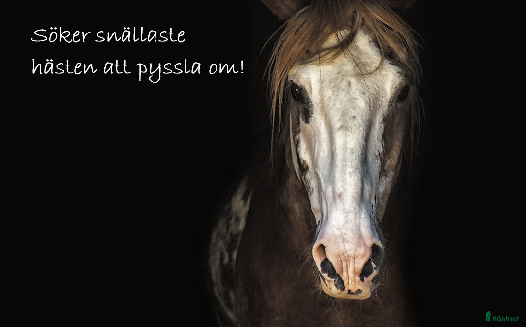 medryttarhäst sökes: Söker snällaste hästen att pyssla om! i Kävlinge - Annons 6