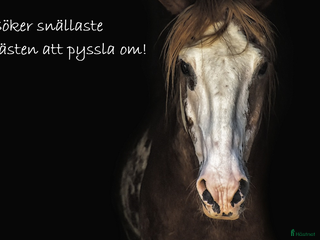 medryttarhäst sökes: Söker snällaste hästen att pyssla om! i Kävlinge - Annons 4