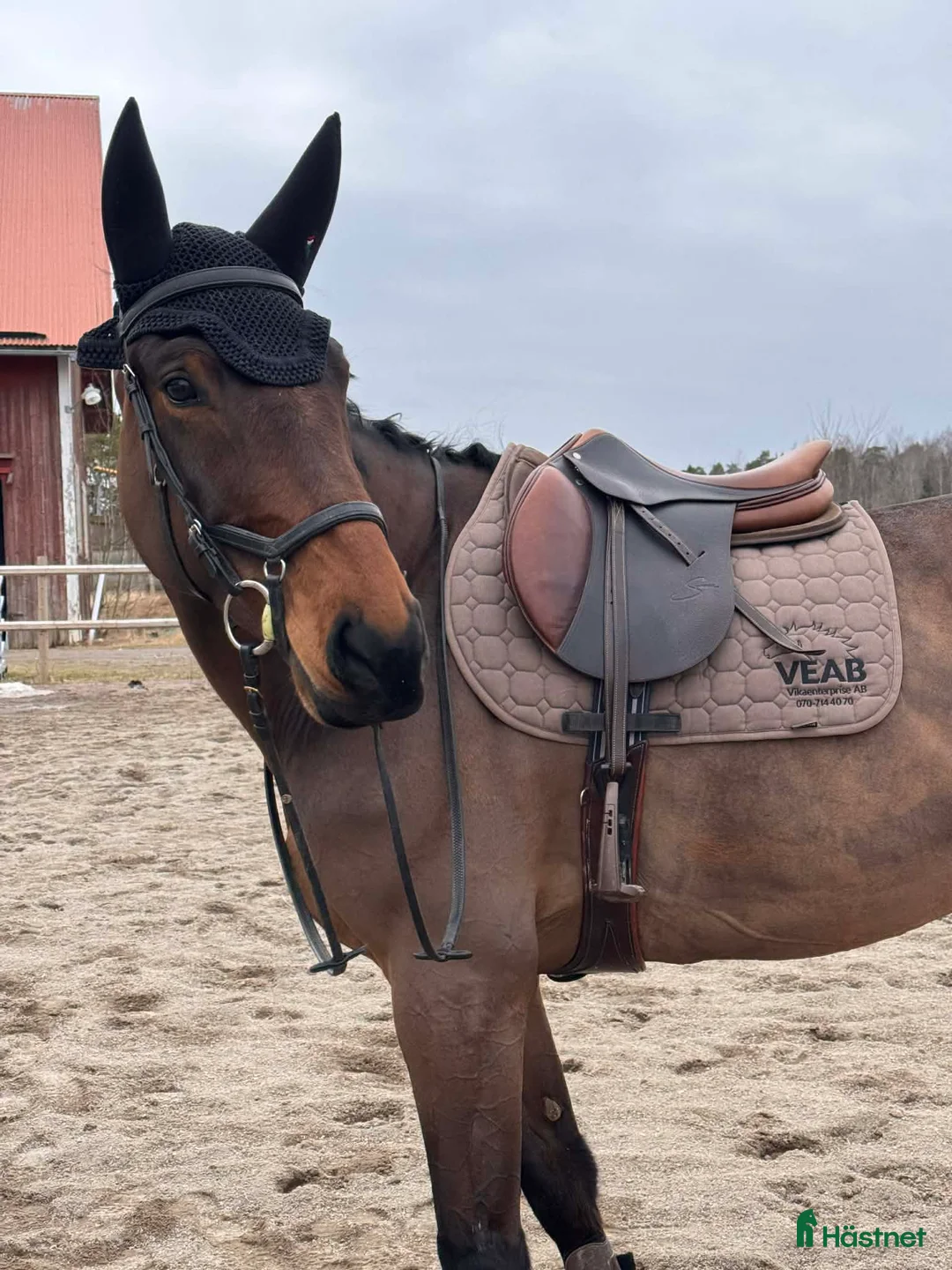 Hoppning hästar till salu: Sportigt sto för de högre klasserna - Annons 2