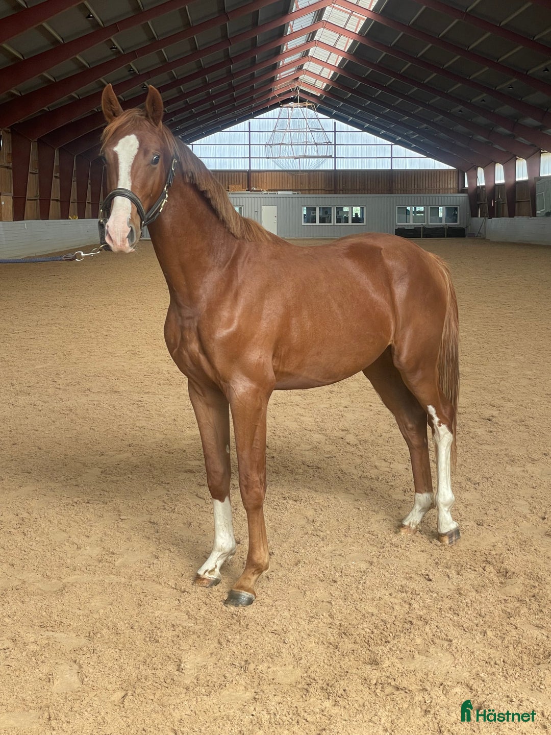 Dressyr hästar till salu: Flott 2-års valack! i Helsingborg - Annons 1