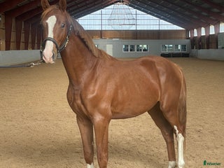 Dressyr hästar till salu: Flott 2-års valack! i Helsingborg - Annons 2