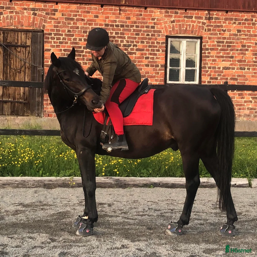 Övrigt hästar till salu: Snygg hagprydnad i Molkom - Annons 2