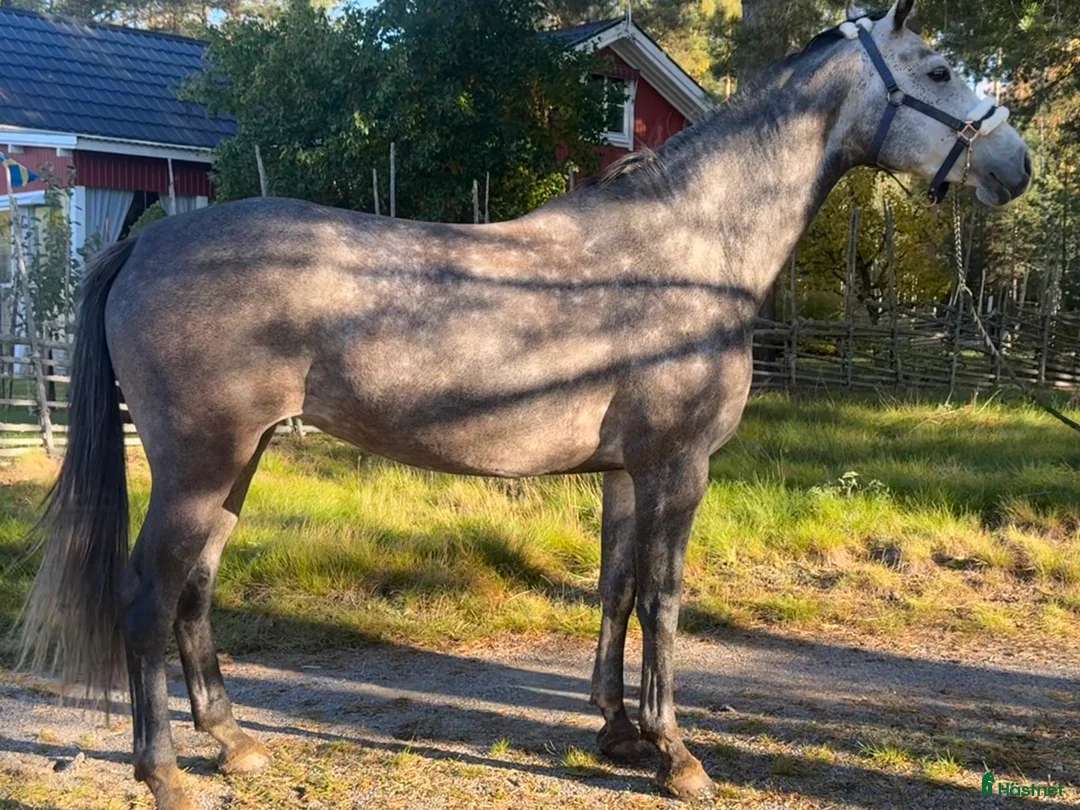 Hoppning hästar till salu: Hoppstammat sto med trevliga gångarter! i Bergby - Annons 4