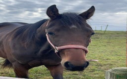 Trav hästar till salu: Snygg 1-årig hingst till trav i Skurup - Bild 1