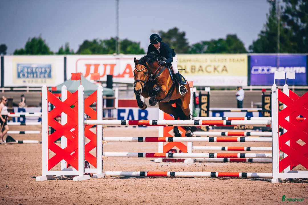  hästservice finnes: Utbildning/inridning/tävling  - Annons 3