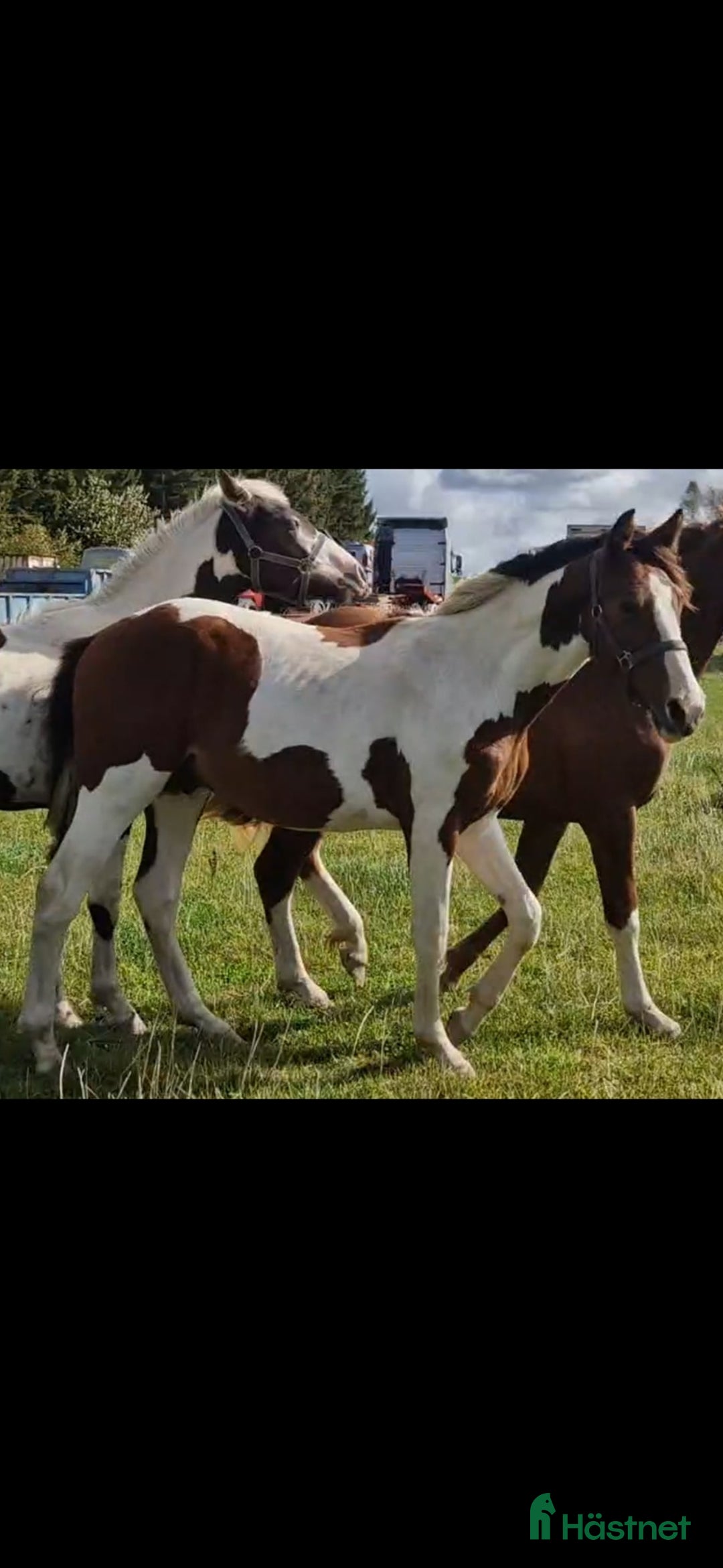 Allround hästar till salu: ⭐️ Gyllens Rambo ⭐️ i Svedala - Annons 4