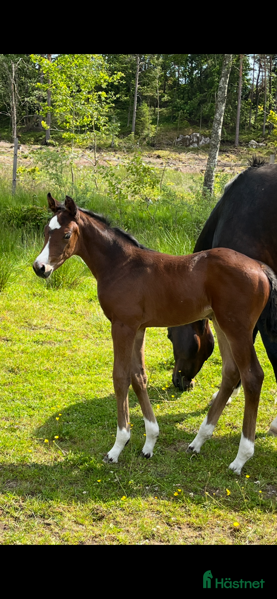 Dressyr hästar till salu: Stoföl  - Annons 3