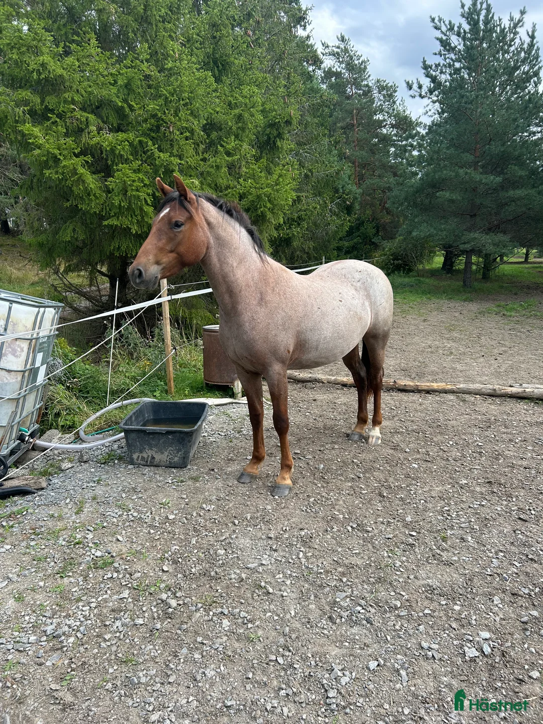 Hoppning hästar till salu: Fantastiskt sto i Täby - Annons 3