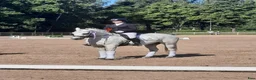 Hoppning hästar till salu: Dressage and showjumping Conemara pony - Annons 10