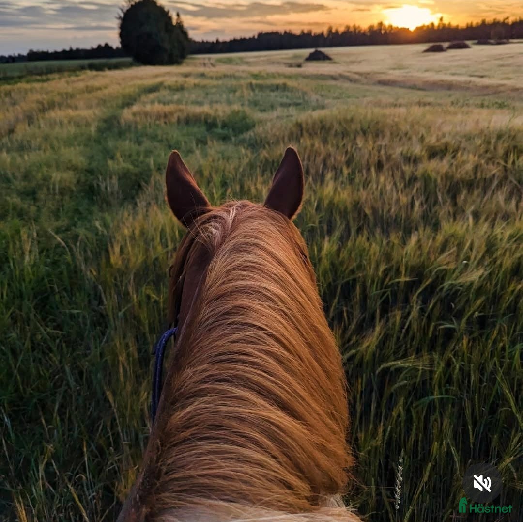 Western hästar sökes: Western hest (quarter, paint) ønskes til godt hjem i Finstadjordet - Annons 1