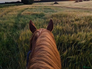 hästar Western hest (quarter, paint) ønskes til godt hjem i Finstadjordet - Annons 4
