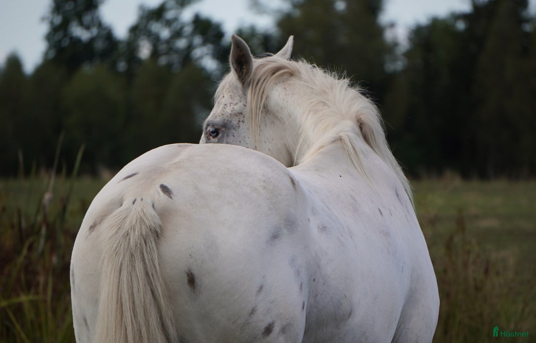 Western hästar till salu: Spännande 3-årig appaloosa korsning i Bullaren - Annons 5