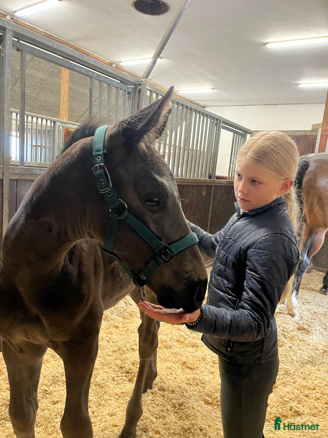 Avelshästar hästar till salu: Top avlshoppe sælges, hophest - Annons 39