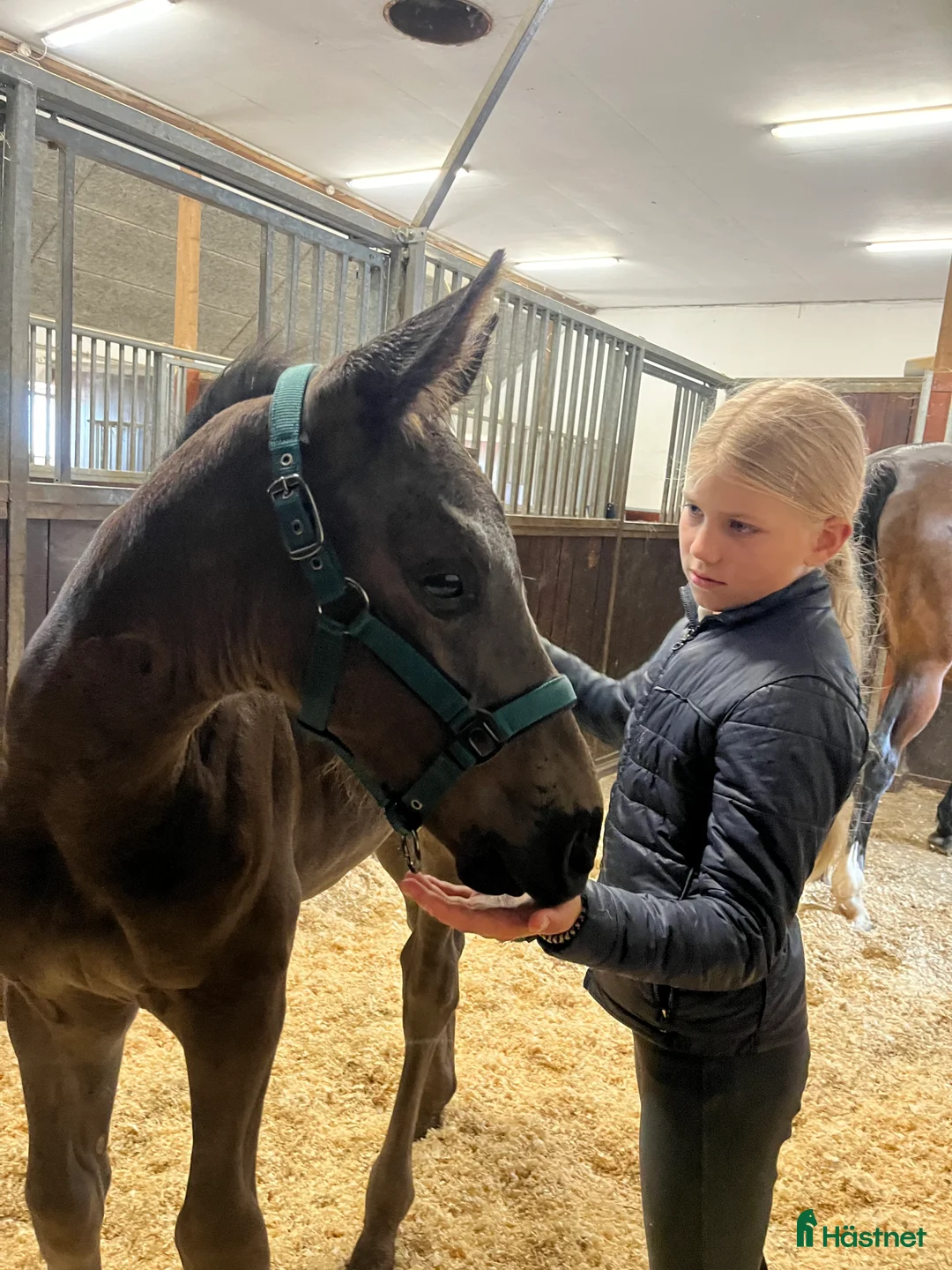 Avelshästar hästar till salu: Top avlshoppe sælges, hophest - Annons 39