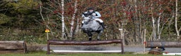 Fälttävlan hästar till salu: 7 y/o eventing horse for the future. i Jessheim - Annons 5