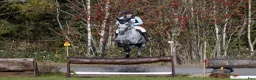 Fälttävlan hästar till salu: 8 y/o eventing horse for the future. - Annons 9