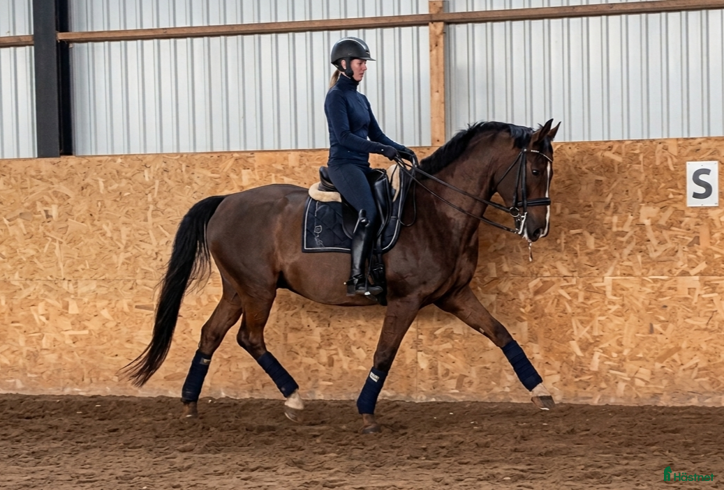  hästar Letar du efter en dressyrhäst med det lilla extra? - Annons 7