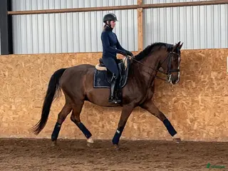 hästar Letar du efter en dressyrhäst med det lilla extra? - Annons 7