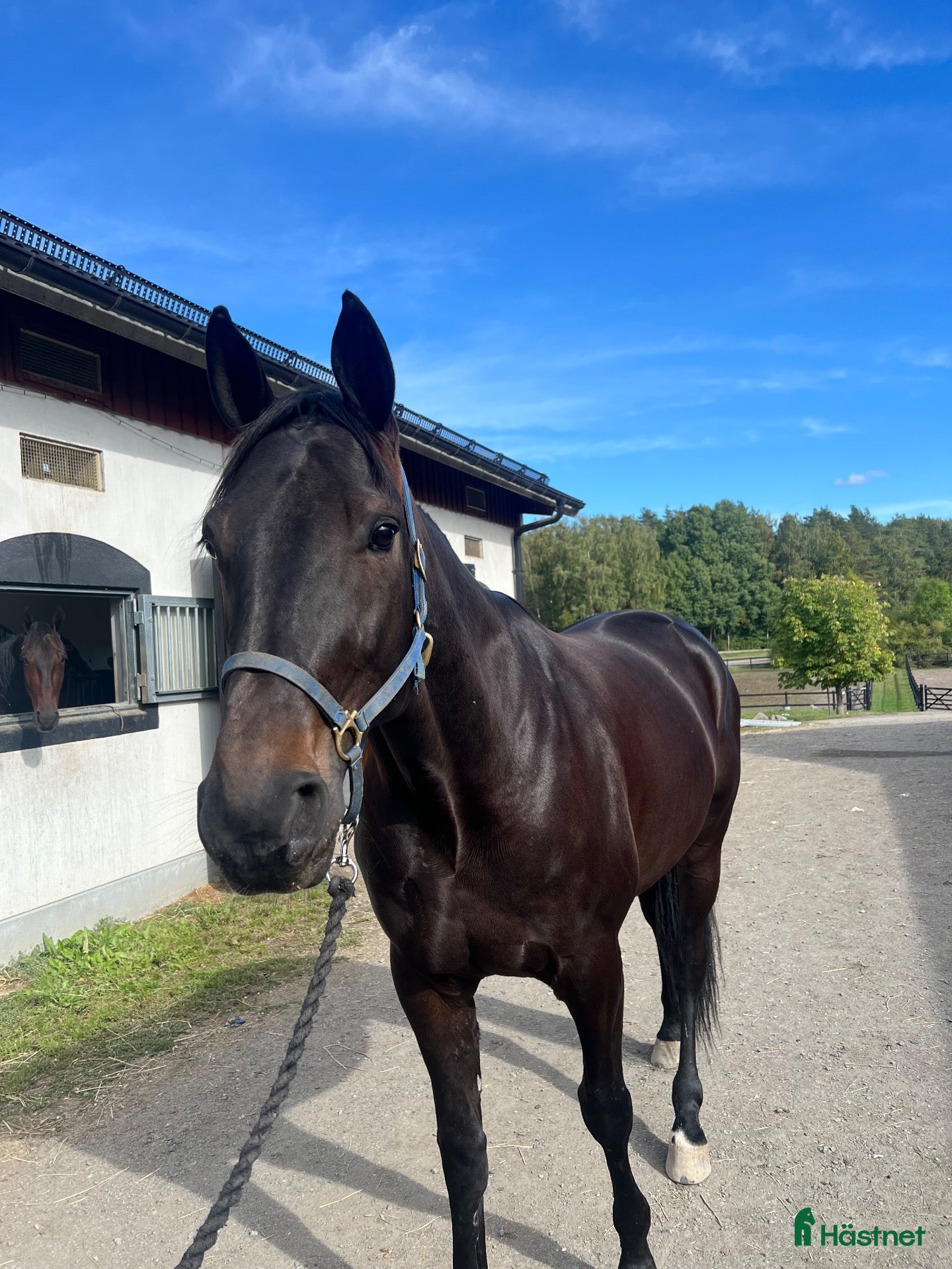  hästar Söker hem som ridhäst  - Annons 2