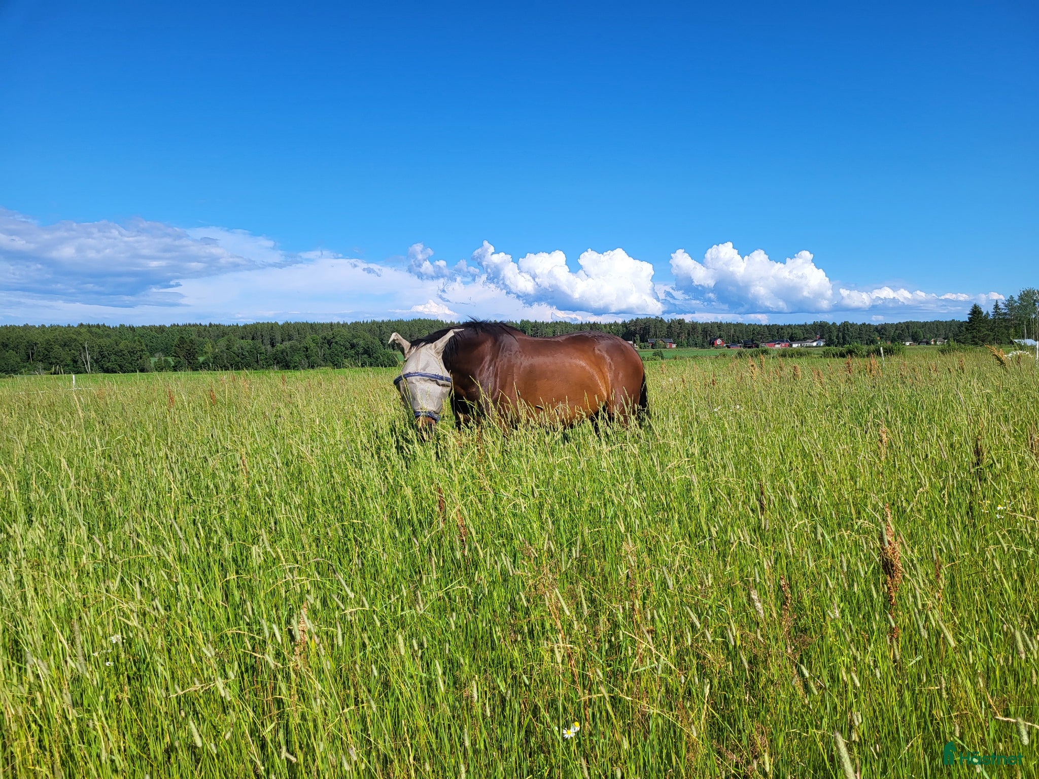  stallplats Lösdrifts plats umeå - Annons 2