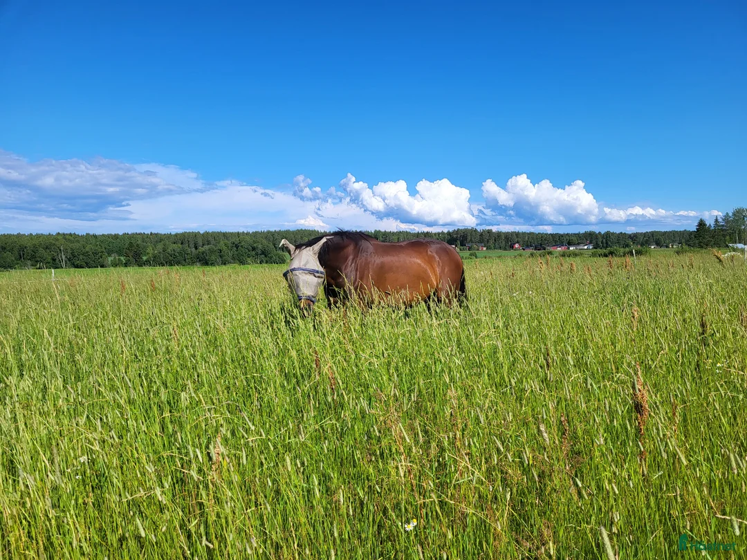  stallplats finnes: Lösdrifts plats umeå - Annons 1