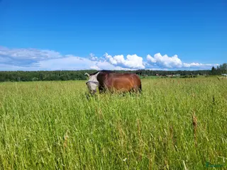 stallplats Lösdrifts plats umeå - Annons 2