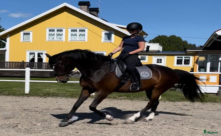 hästar i Kumla - Annons 7