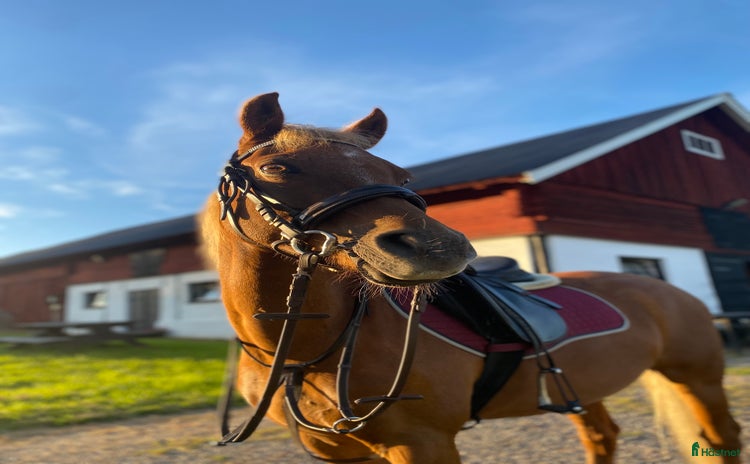  hästar i Rimbo - Annons 2