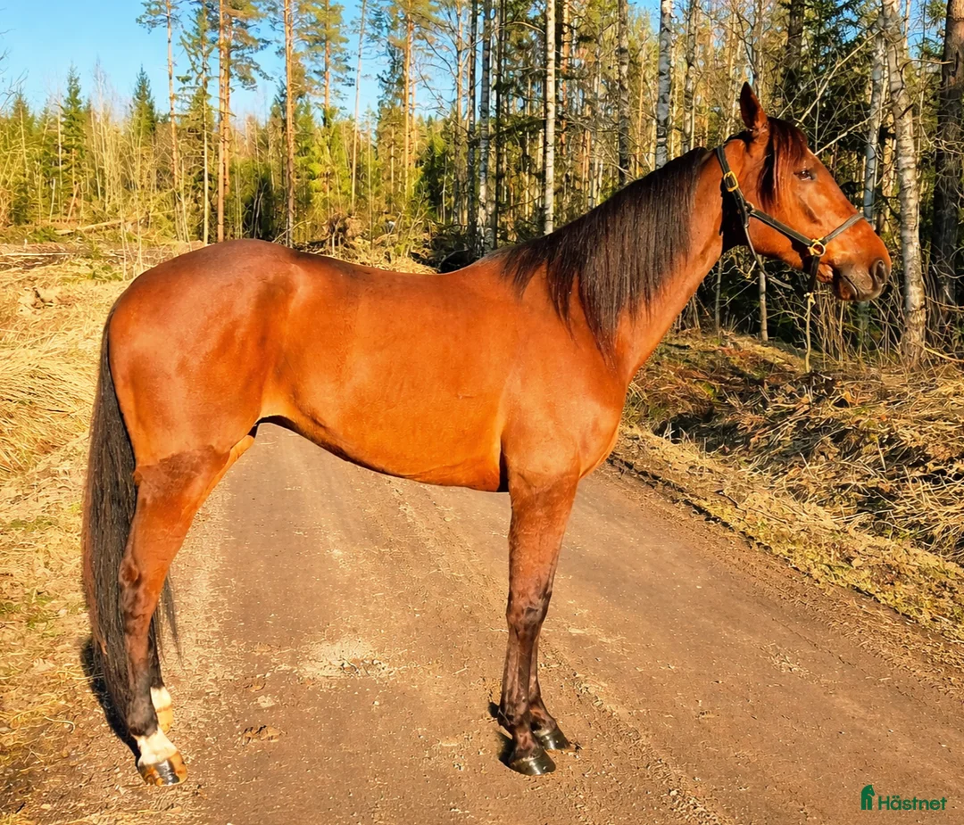 Trav hästar till salu: Startklar valack 7år - Annons 1