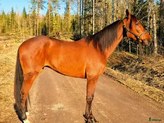 hästar Startklar valack 7år - Annons 2