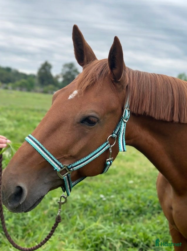  hästar Snällt sto! - Annons 17