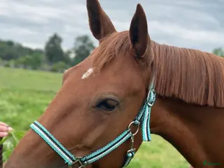 hästar Snällt sto! - Annons 17