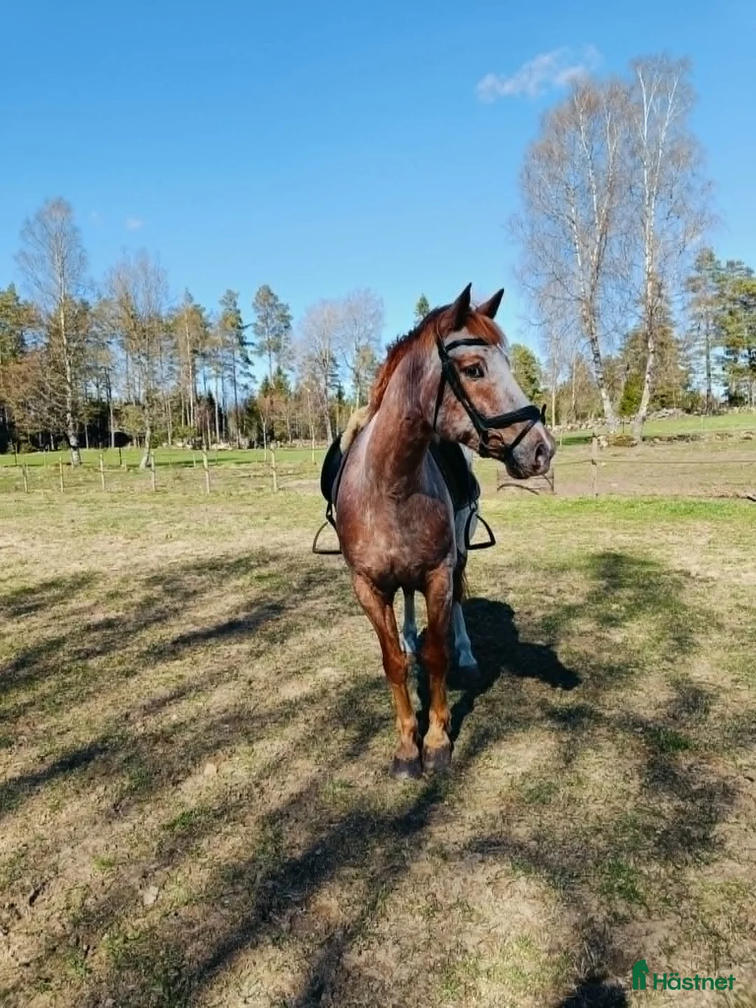 Allround hästar till salu: Rolig projekthäst i Herrljunga - Annons 5
