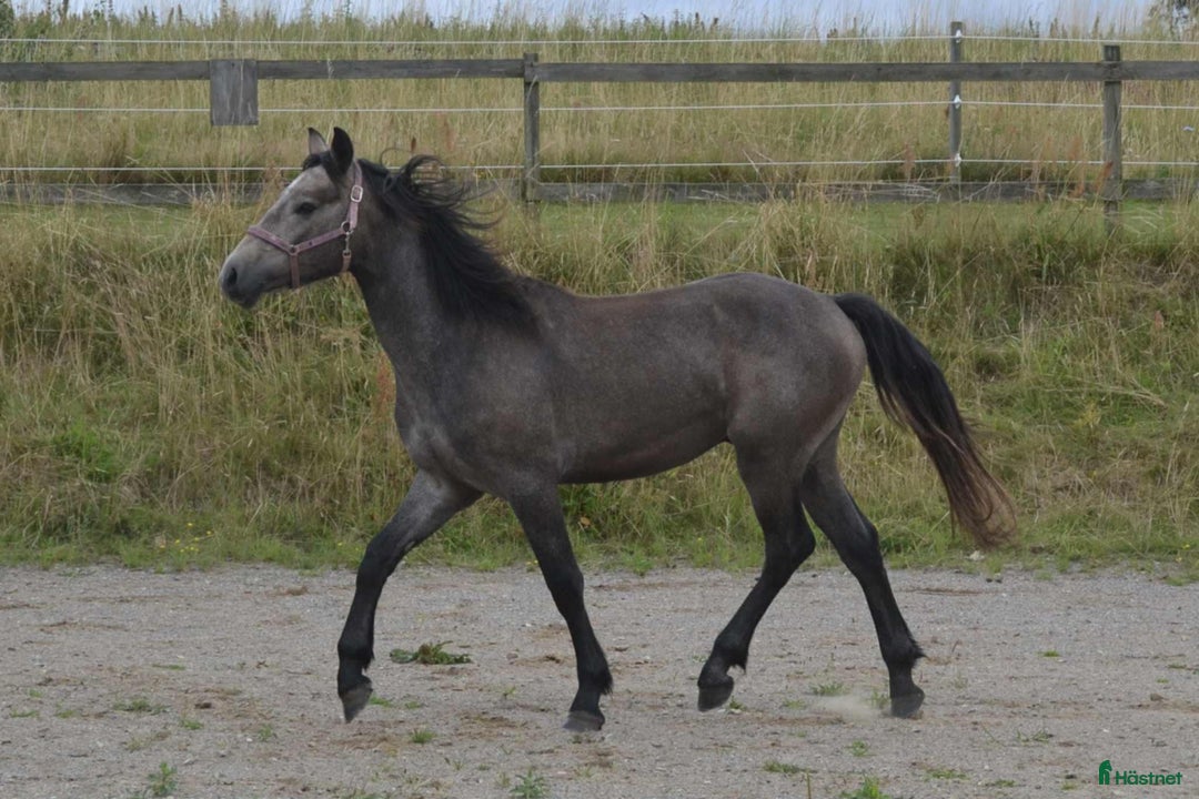 Allround hästar till salu: Vacker Connemara-hingst föd 2024 - Annons 2
