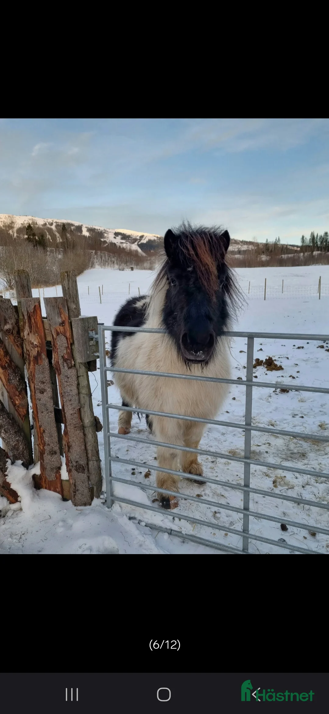 Avelshästar hästar till salu: Avelssto söker nytt hem i Meråker - Annons 1