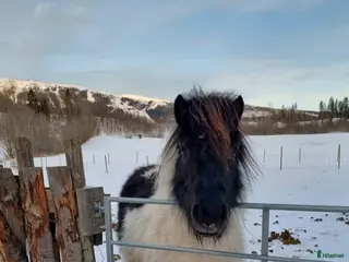 hästar Avelssto söker nytt hem i Meråker - Annons 1