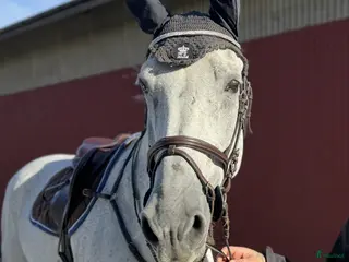 hästar Sällsynt möjlighet att fynda - Annons 14