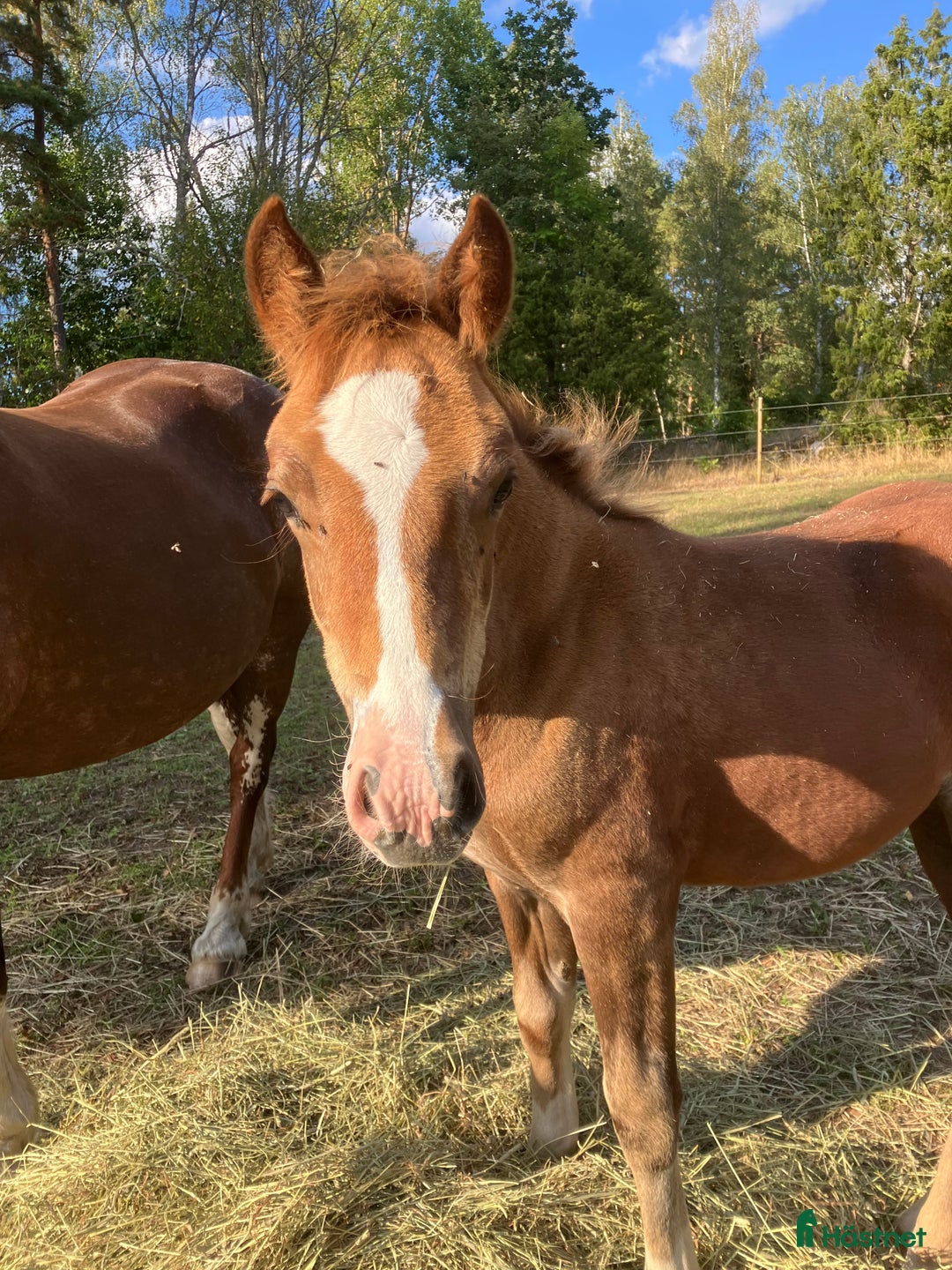 Allround hästar till salu: Welsh cob sto  i Hultsfred - Annons 1