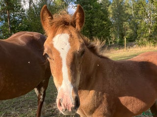 hästar Welsh cob sto i Hultsfred - Annons 19
