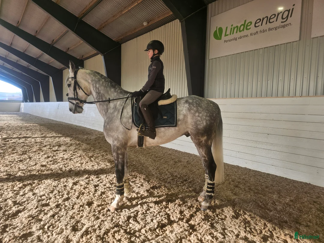 Allround hästar till salu: Drömhäst 🩷 - Annons 1