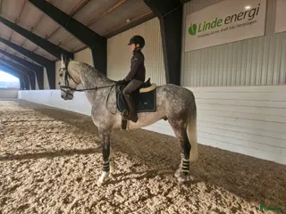 hästar Drömhäst 🩷 - Annons 4