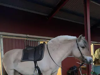 Sadlar hästutrustning Garrido Hybrid barbackapad - Annons 5