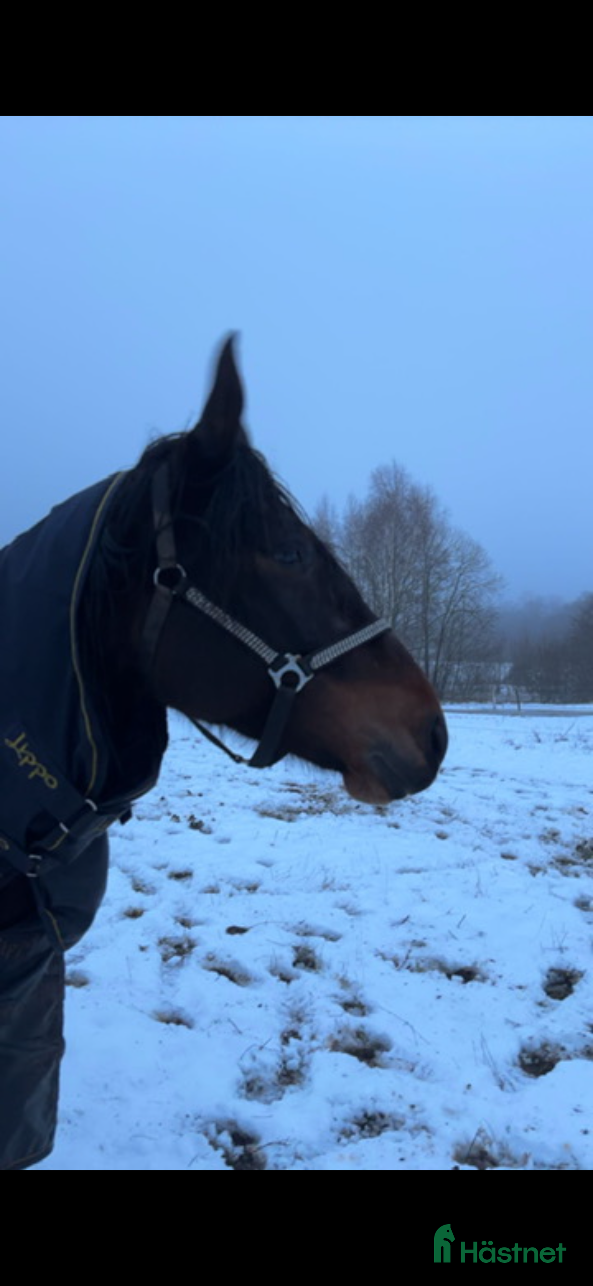  hästar Min fina häst vill hitta ett nytt hem i Munka-ljungby - Annons 7