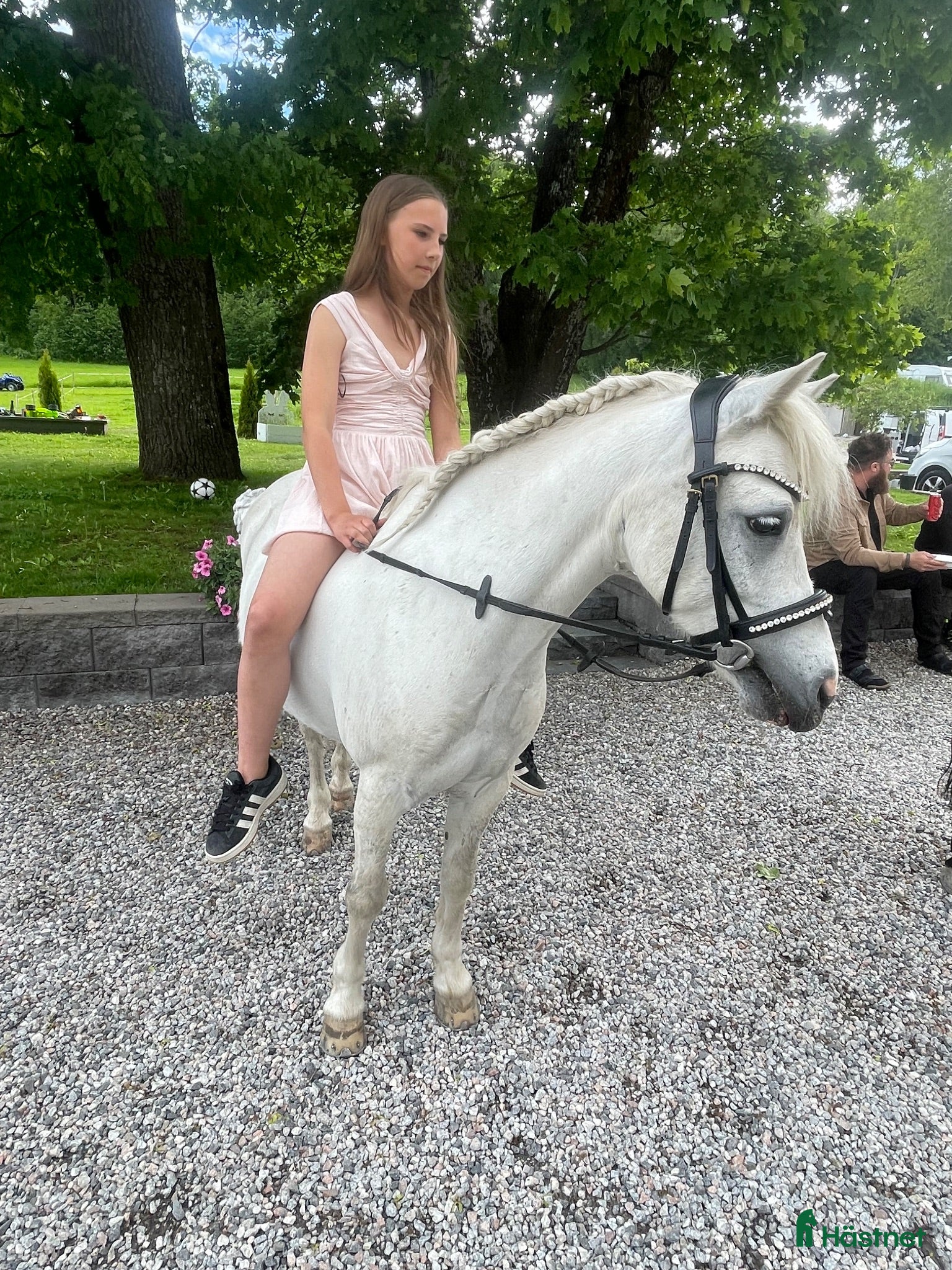  hästar Mycket Vacker B ponny ! - Annons 2
