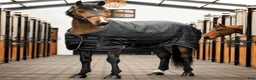 Täcken hästutrustning till salu: Horseware stalltäcke & liner - Annons 5